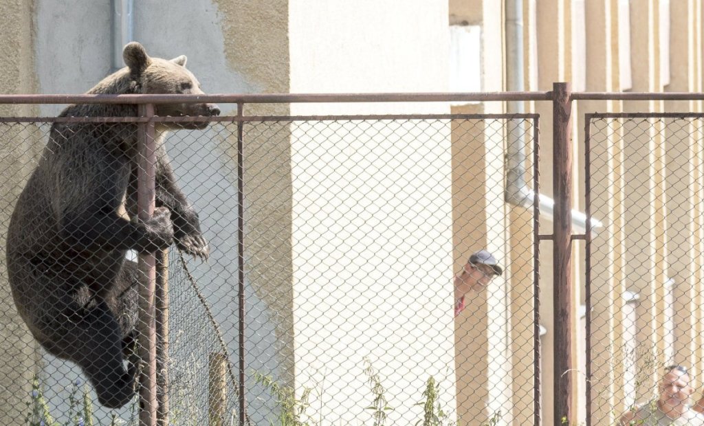 A brown bear, that was later killed, scales a fence at a high school in Romania on Tuesday.