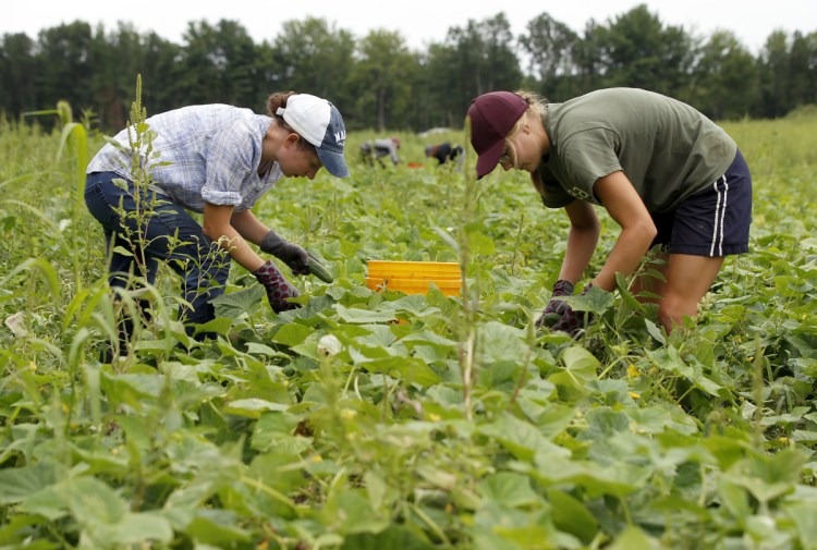 Erin McNally, 21, of Raymond, left, and Makayla Gwinn, 19, of New Gloucester, pick cucumbers on Monday at Pineland Farms.