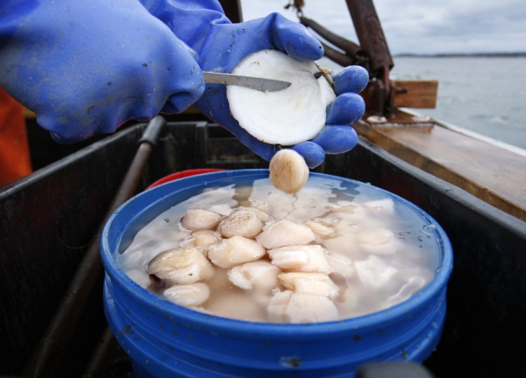 Scallop meat is shucked at sea off Harpswell. The Atlantic sea scallop is a New England mainstay and among the most valuable seafood items in the United States.
