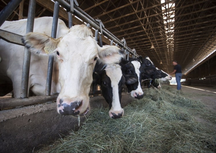 Second-generation dairy farmer David Janssens feeds his dairy cows at Nicomekl Farms in Surrey, British Columbia, on Thursday. The trade dispute started with President Trump's attacks on Canadian dairy farmers.