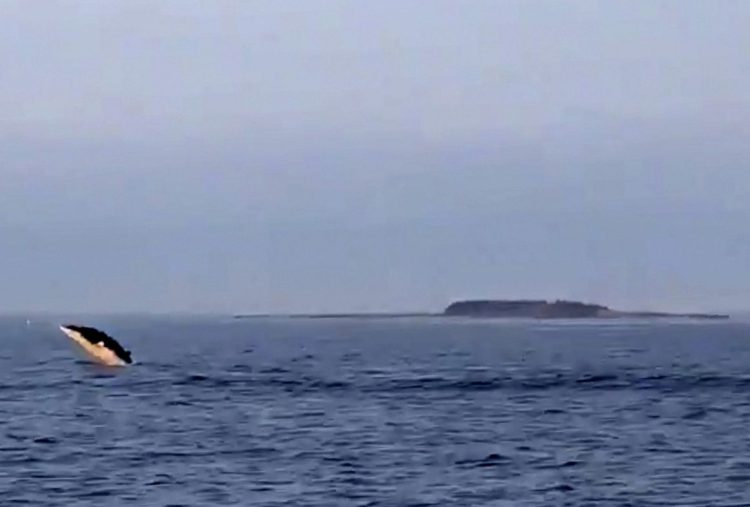 A still from lobsterman Steve Train's video shows one of the minke whales off Two Lights State Park on Aug. 17.