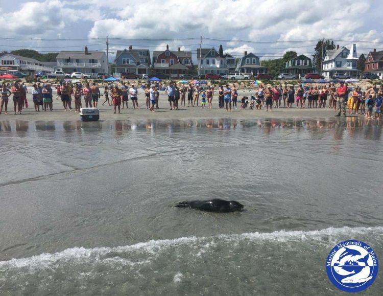 A crowd gathers to watch a stranded harbor seal at Long Sands Beach in York on Friday.