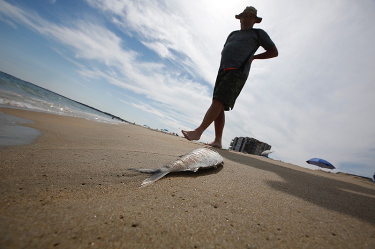 Rick Martin walks by one of the fish that washed up on Old Orchard Beach on Friday afternoon. Martin, of Northampton, Massachusetts, said the fish didn't deter him from swimming. "It seems like a natural occurrence," he said.