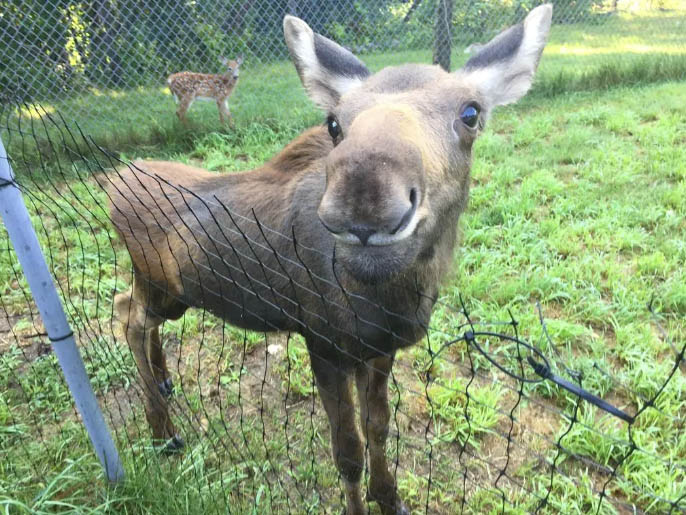 The moose calf has quadrupled in size since coming to the Maine Wildlife Park in Gray less than two months ago. 