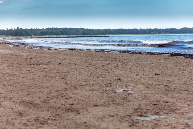 The Asian red algae that covers the beach at Pine Point has a noxious odor. Photo by Dudley Warner for The Forecaster