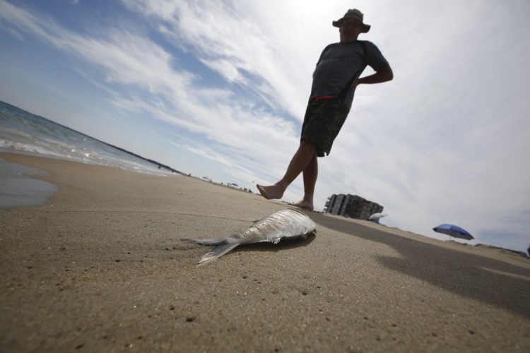 Rick Martin of Northampton, Mass., walks past one of the hundreds of menhaden that washed up on Old Orchard Beach on Friday. The Maine Marine Patrol cites commercial fishing and predation in the die-off that continued Saturday.