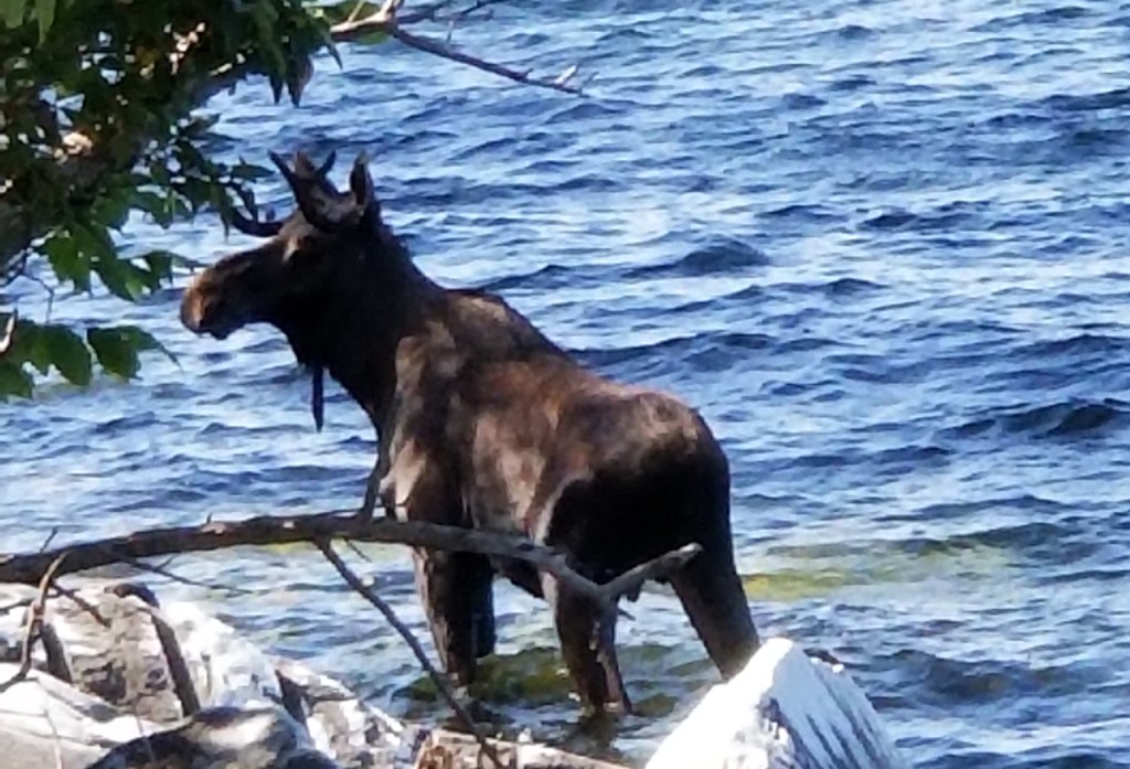 A moose stands in Lake Champlain in South Hero, Vt., on Saturday. Wildlife officials say the animal had crossed the lake and made it to shore, but went back in the water after likely feeling threatened by onlookers and drowned.