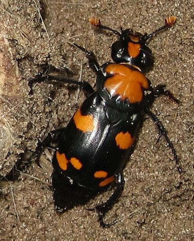 For decades, the  American burying beetle has been a bugaboo for farmers in Nebraska and oilmen in Oklahoma.