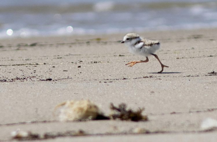 Piping plovers are flourishing on Maine’s beaches and the Endangered Species Act is one reason why, a writer says.