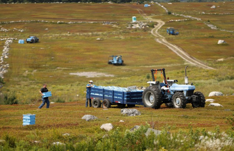 In this Friday, Aug. 24, 2018, photo, Ken Cox carries trays of wild blueberries to a tractor at a farm in Union, Maine. The blueberries grow wild, as the name implies, in fields called "blueberry barrens" that stretch to the horizon in Maine's rural Down East region and parts of the midcoast area.