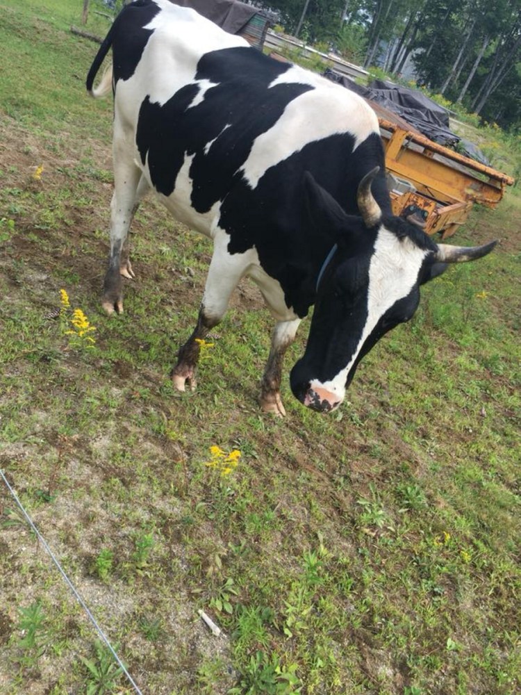 Police say Sophie, a 3-year-old pet Holstein heifer, was shot and killed by a neighbor of her owners after causing damage to an SUV.
