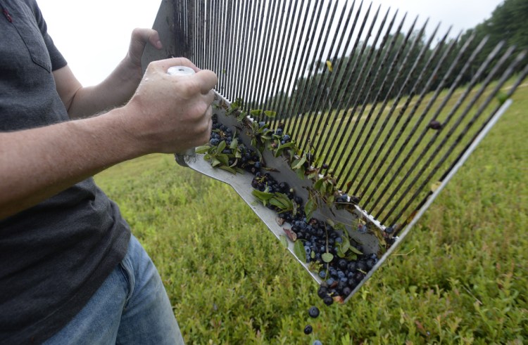 Tyler Bridges dumps a rakeful of wild blueberries into a wooden crate in a field in Crawford last month. Despite a financial situation that has reached crisis levels, the Bridges family has a three-generations-deep commitment to its 300 acres of fields Down East.