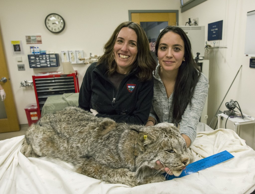 Scientists Jen Vashon, left, and Tanya Lama hold a Canada lynx that was used to source genetic material for the Canada lynx reference genome at Cummings School of Veterinary Medicine in Worcester County, Mass., in February. A consortium of scientists on Thursday unveiled the first results of an ambitious effort to map the genetics of tens of thousands of animal species, ranging from the Canada lynx to the kakapo, a flightless parrot native to New Zealand.