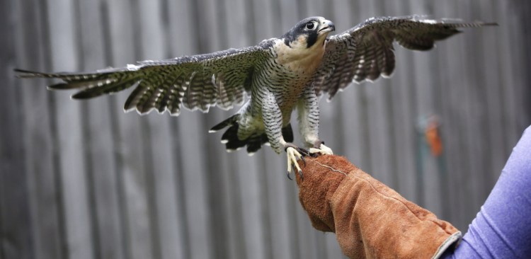 A male peregrine falcon spreads his wings at the Center for Wildlife in York in 2016. The peregrine falcon was removed from the endangered species list in 1999, and many of the hundreds of other species on the list would now be extinct if it weren't for the Endangered Species Act.