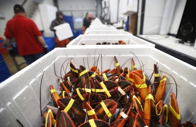Live lobsters await shipment at Lobster Co. in Arundel. It has shipped eight orders to China recently compared with over 100 a year earlier.