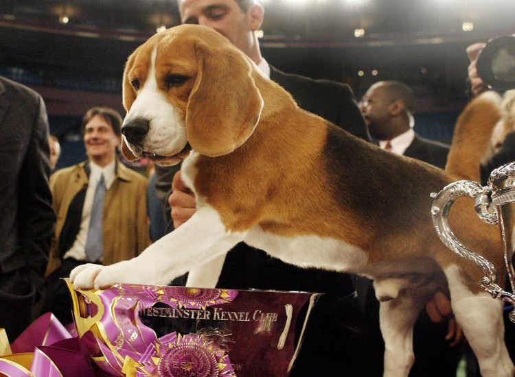 Uno with his trophy after winning Best in Show at the Westminster Kennel Club Dog Show in 2008.
