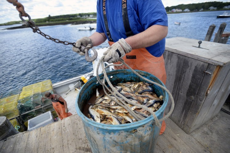 Mitch Nunan loads herring onto his lobster boat in 2017, when the herring quota was 110,000 metric tons. Regulators reduced that by half this year and are proposing to drop it to 14,558 metric tons in 2019.