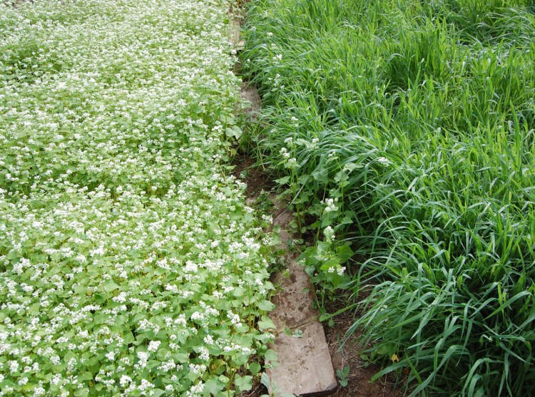 Buckwheat in bloom alongside common oats. Both grow relatively quickly, and do well in acidic soils.