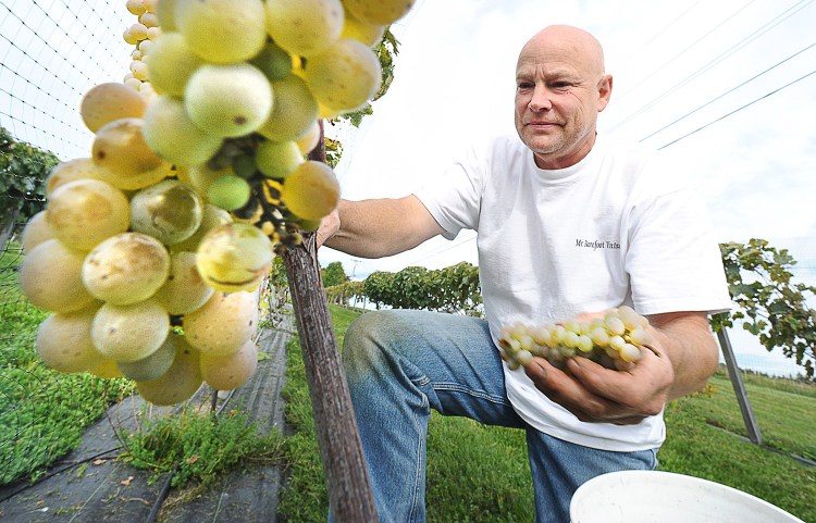 Clem Blakney picks white grapes at his winery, Younity Winery, in Unity on Sept. 18, 2011.