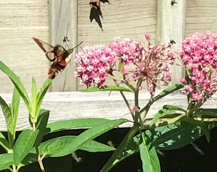 A hummingbird moth hovers near a swamp milkweed plant, which also attracted monarch butterflies.