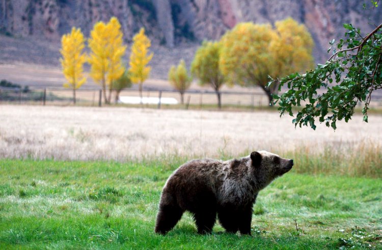 On Monday, a federal judge restored federal protections to grizzly bears in the Northern Rocky Mountains and blocked the first hunts planned for the animals in the Lower 48 states in almost three decades. 