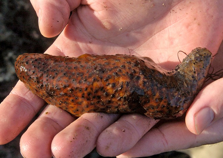 A sea cucumber in California photographed in 2005.