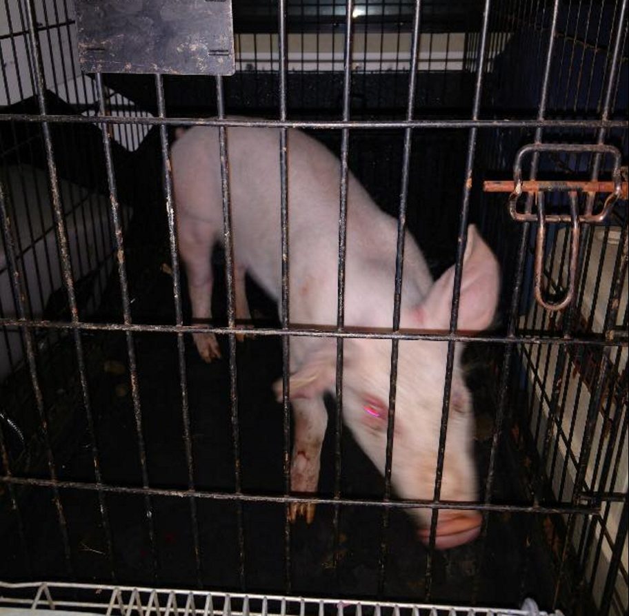 A 50-pound piglet found running in traffic on North Belfast Avenue in Augusta over the weekend has been returned to its owner, police said.