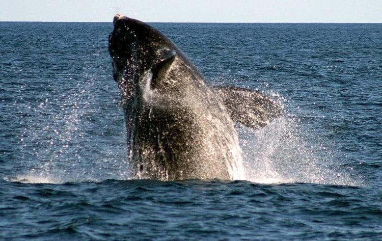A right whale breaches off Boothbay Harbor. Scientists estimate that fewer than 450 right whales remain.