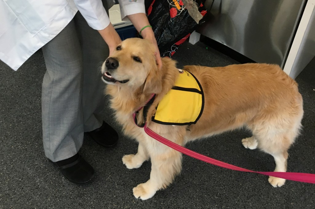 Winnie was one of four therapy dogs in the Johns Hopkins study. Research showed cancer patients who spent more time with the dogs has a 6 times greater chance of picking up the antibiotic-resistant bacteria.
