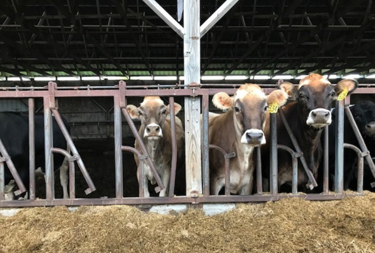 Dairy farmer Buddy Hawes says these three Brown Swiss cows were part of a group of 20 that got loose from Maple Shade Farm one night in August and damaged headstones in Albion's Whitaker Cemetery.