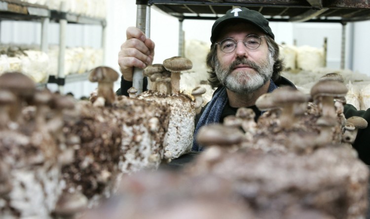Paul Stamets, a renowned expert on mushrooms, nurtures fungi near his home in Shelton, Wash.