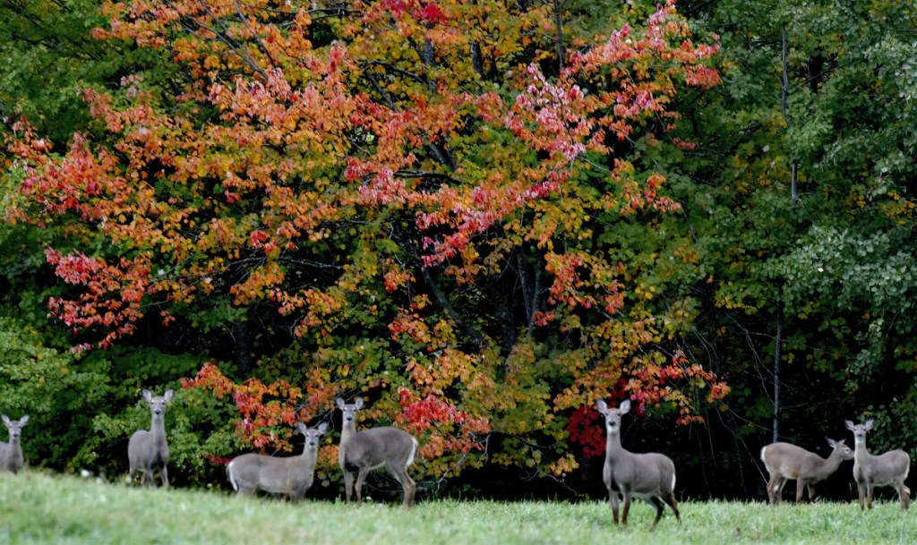 Two sure signs of autumn are maple leaves turning red and yellow and a small herd of deer fattening up for winter in Thorndike.