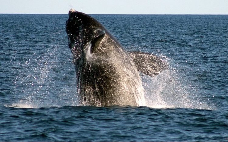 A rare right whale breaches off Boothbay Harbor.