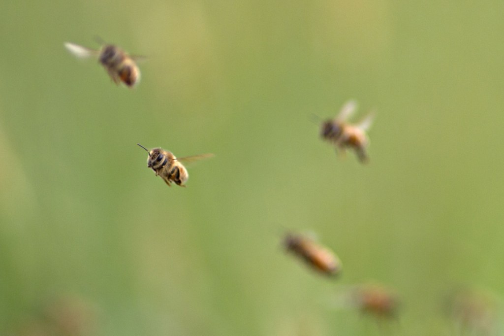 Beekeepers in the U.S. and elsewhere reported an increase in honeybee deaths over the last year, possibly the result of erratic weather patterns brought on by a changing climate.
