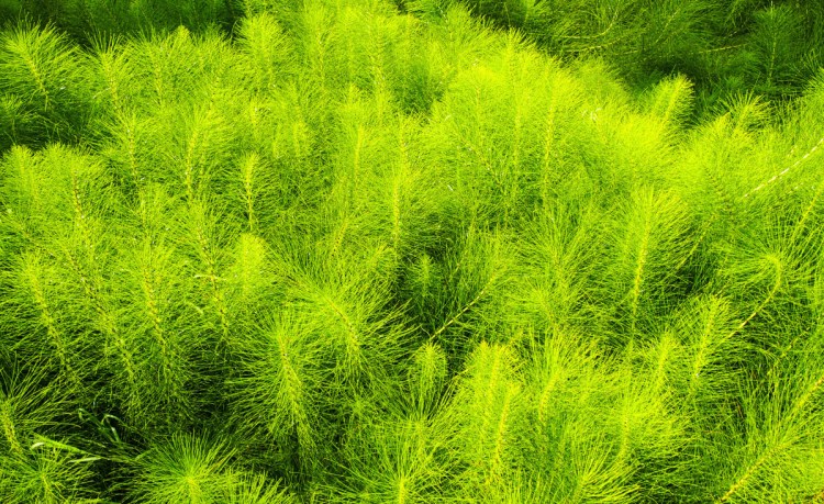 Equisetum, commonly known as horsetail, is toxic to animals that eat a large amount of it.