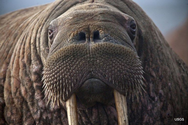 Female Pacific walruses use sea ice for giving birth, nursing and resting between dives for food. In recent years, however, by late August, sea ice has receded beyond the shallow continental shelf, putting walruses and calves at risk.