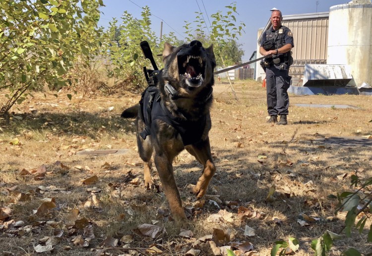 Police K-9 Officer Shawn Gore gives commands to police dog Jasko, in Portland, Ore. Jasko is wearing a new canine body camera on his back that Gore is testing out for the Portland Police Bureau, which currently outfits 10 dogs with body-worn cameras. 