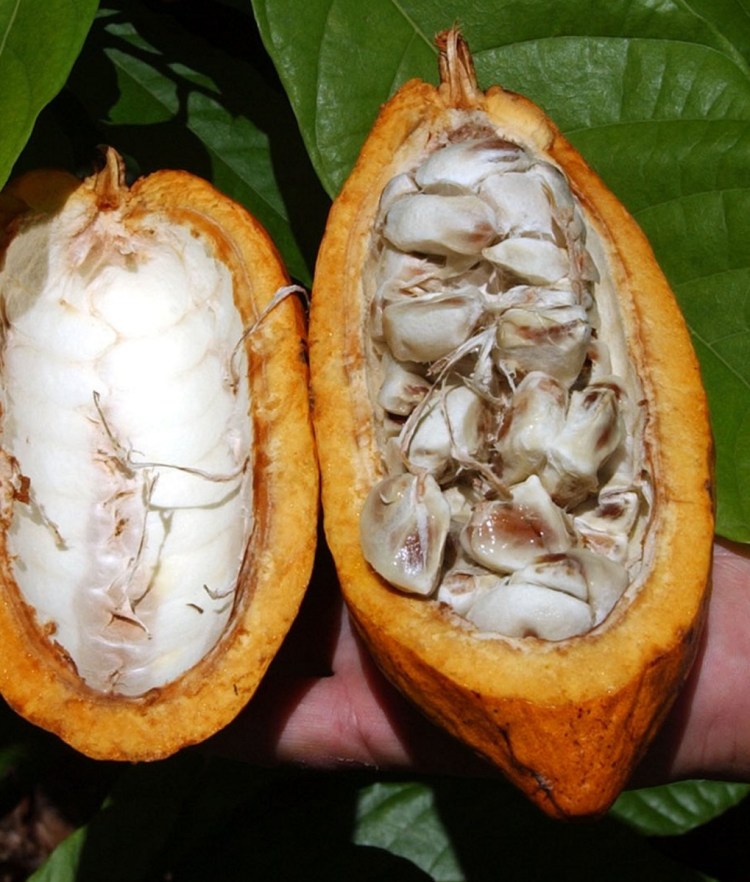 The manufacturing of chocolate begins with beans found inside cocoa pods like these.