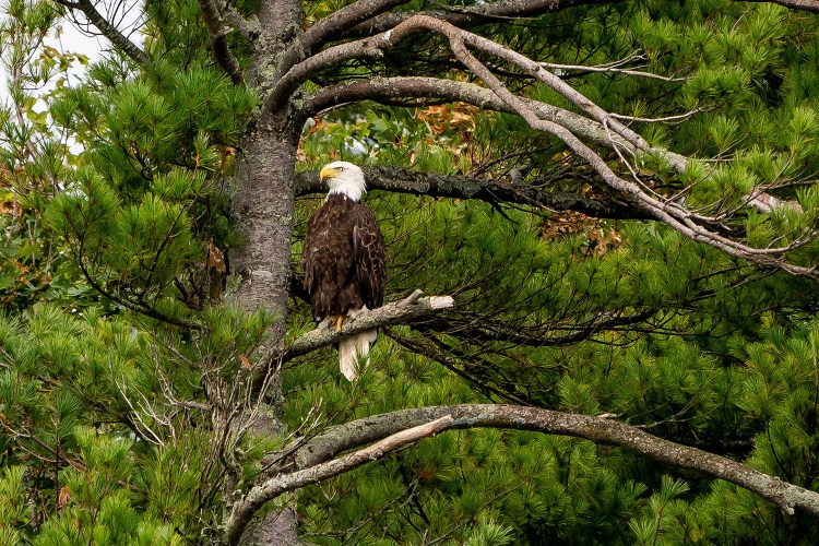 A bald eagle sits in a tree during the "Bald Eagles of Merrymeeting Bay" tour sponsored by Maine Audubon on Sept. 22. The group spotted 47 eagles, the third most in the trip's 50-year history.