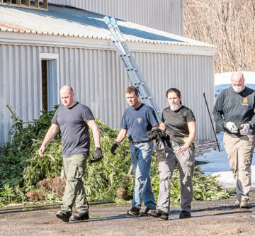 Federal drug agents confiscate marijuana plants in a warehouse behind a used car business in February during a raid that targeted 20 locations in Lewiston and Auburn.