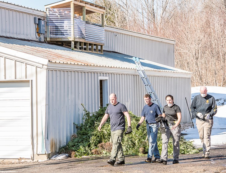 Federal drug agents confiscate marijuana plants in a warehouse behind a used car business on Lisbon Street in February during a raid that targeted 20 locations in Lewiston and Auburn.