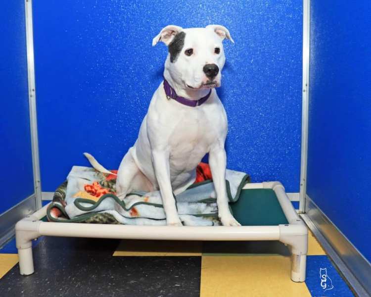 Ginger was brought into the Pet Care of Oxford Hills shelter as a stray in 2014. Because she guards her toys and food, the shelter must be careful about who adopts her.