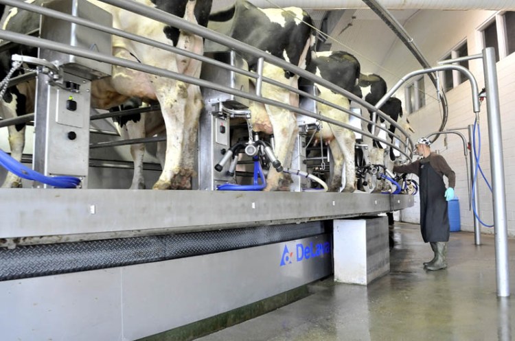 George Goodwin milks dairy cows on a revolving industrial milking machine at Flood Brothers Farm on River Road in Clinton in June, 2014.