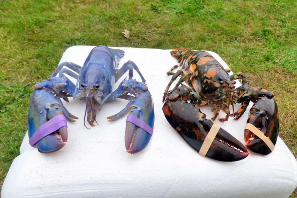 Rare split-colored lobster on display at Seacoast Science Center