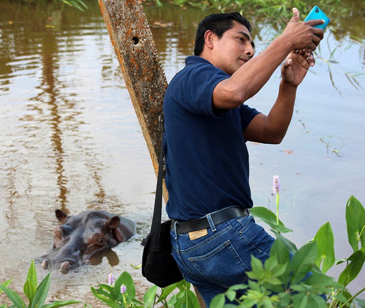 A man takes a selfie with a hippopotamus in Mexico (although the animal is not native to Mexico).