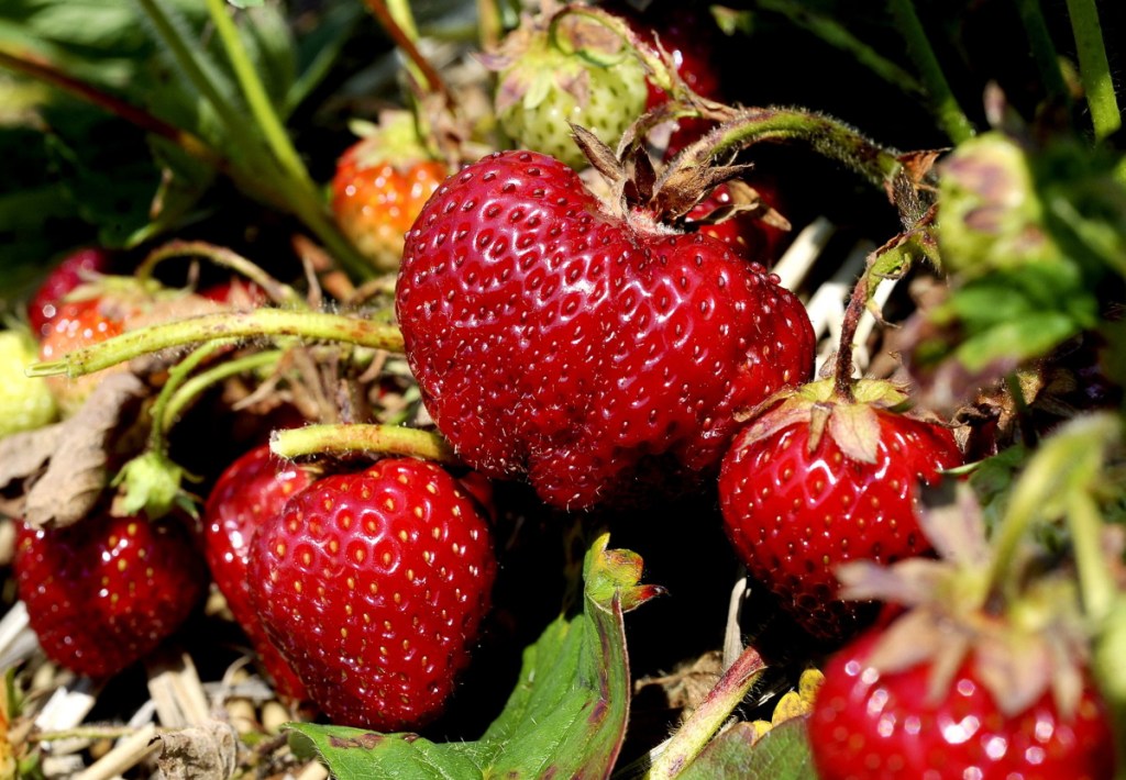 The annual rite of picking your own strawberries happens but once a year, but a planned $10 million strawberry greenhouse project in the Madison Business Gateway might make them available year-round.