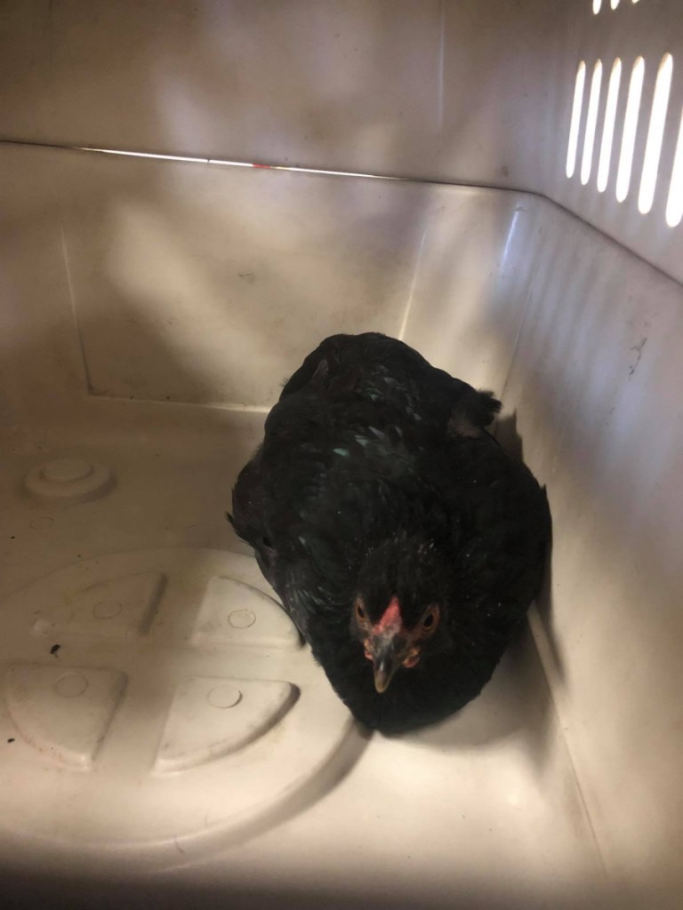 The chicken caught by Augusta police Thursday.