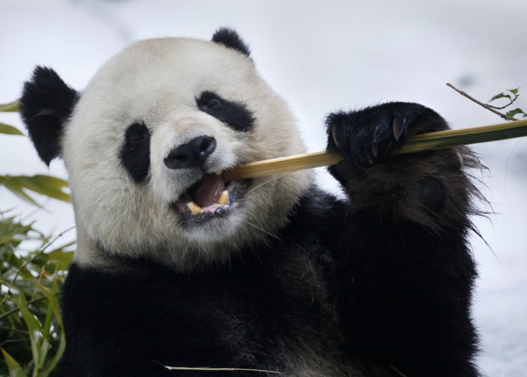 Gao Gao is back in China, where he was born, after a historic partnership with the San Diego Zoo to study panda reproduction and improve success in breeding.