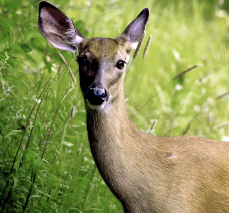 During breeding season, deer are more likely to roam about during daylight hours, sometimes recklessly, as they look to mate.