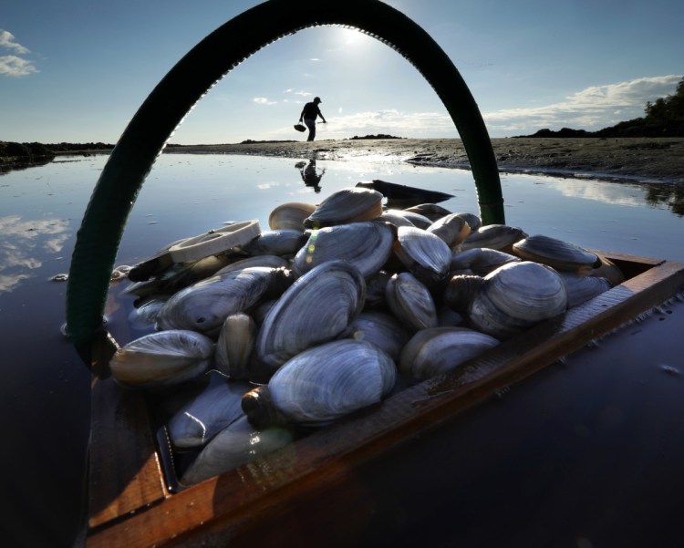 Mike Suprin of Rollinsford, N.H., in background, calls it a day after filling his basket with softshell clams at Cape Porpoise in Kennebunkport.